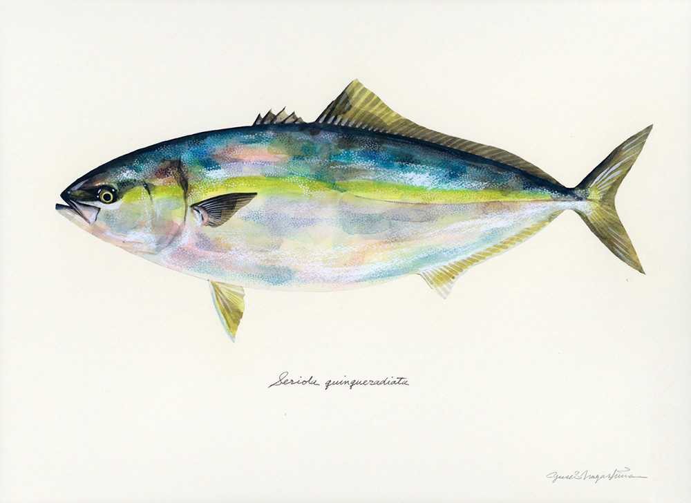 1000x728 Japanese Watercolor Artist Yusei Nagashima Paints Fish, And Only