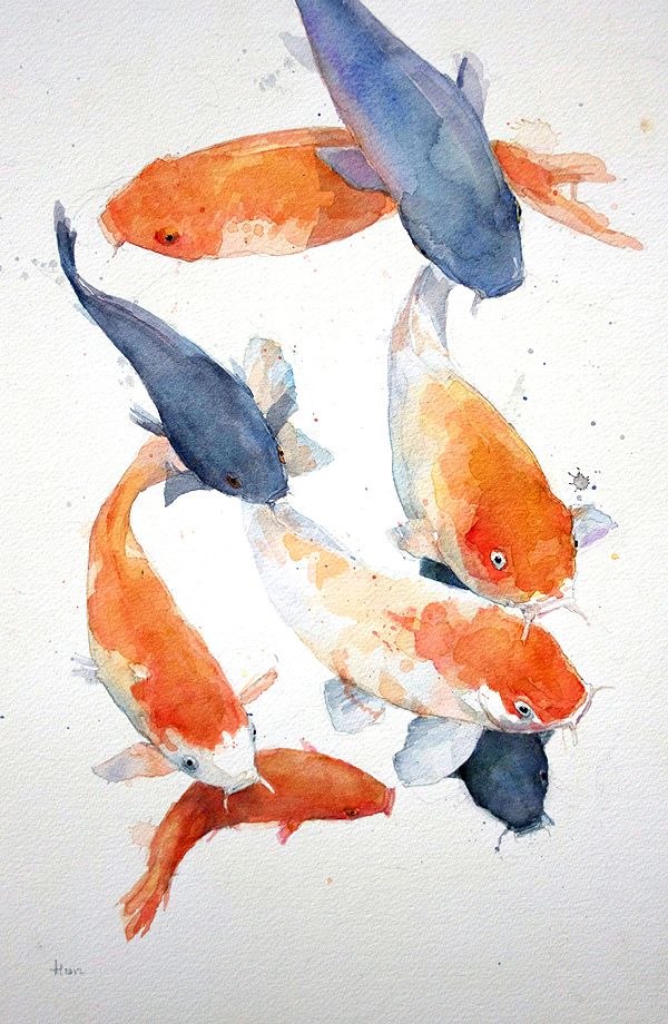 600x920 Allen Egan Koi Carp, Watercolor. On Koi Carp