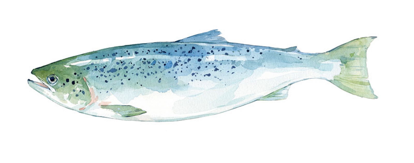 1600x631 Salmon Watercolor, Fish Art Print David Scheirer Watercolors