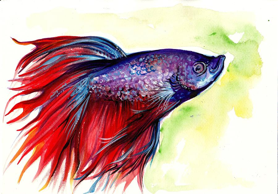 900x629 Beta Splendens Watercolor Fish Painting By Tiberiu Soos