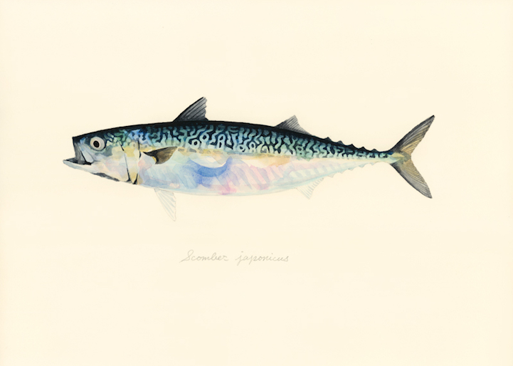 721x514 Japanese Artist Creates Delicate Watercolor Paintings Of Fish
