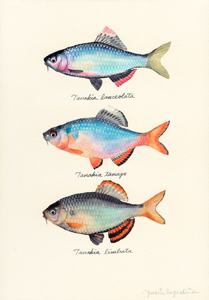 721x1037 Japanese Artist Creates Delicate Watercolor Paintings Of Fish