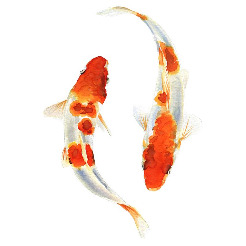 800x800 Koi Fish Watercolor Paint Kit