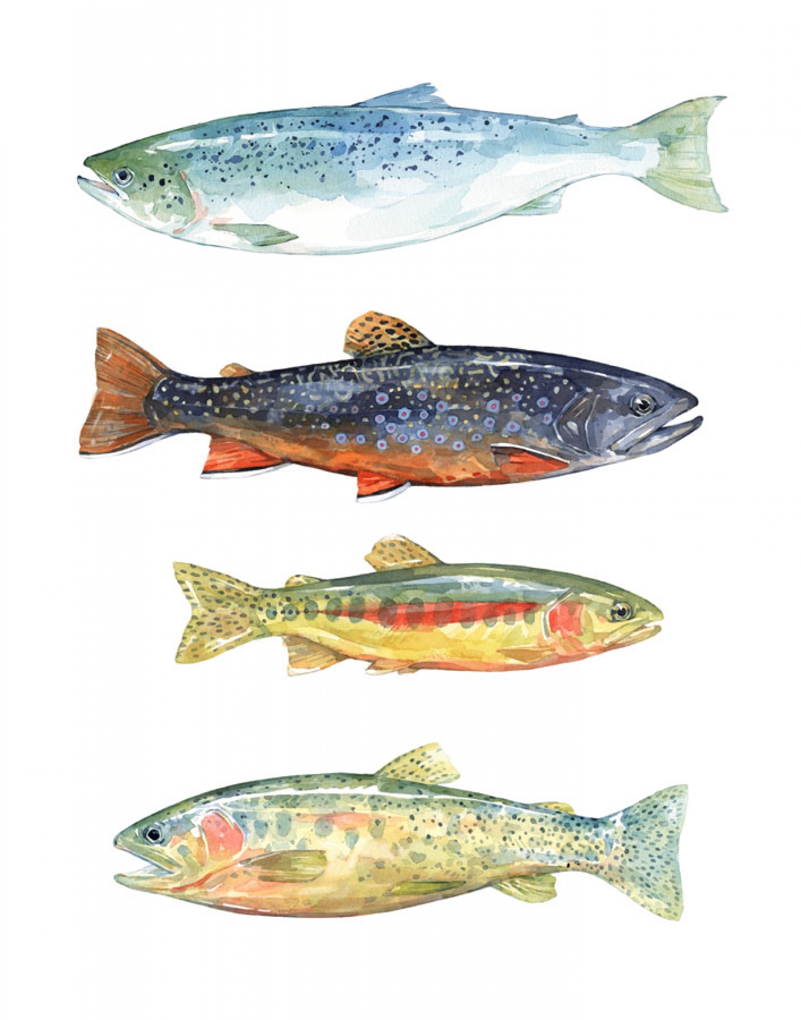 1600x2037 Watercolor Fish Print
