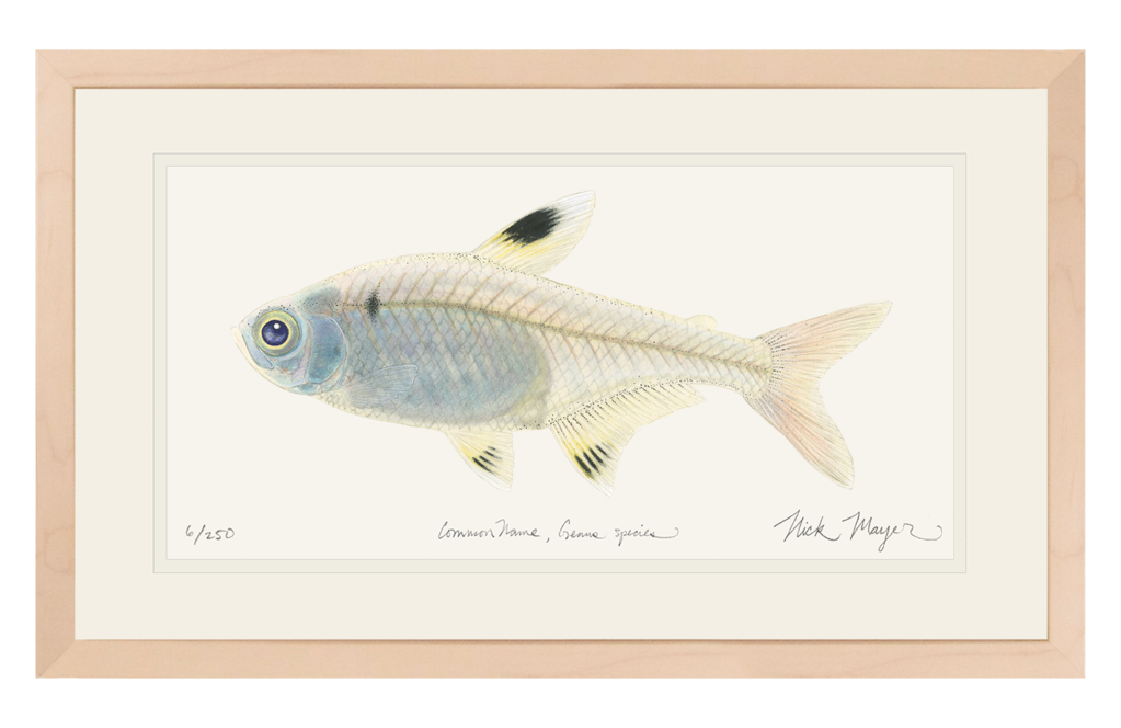 1023x664 X Ray Fish Original Watercolor Painting Nick Mayer Art