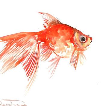 354x354 Watercolor Fish Paintings Goldfish, Original Watercolor Painting