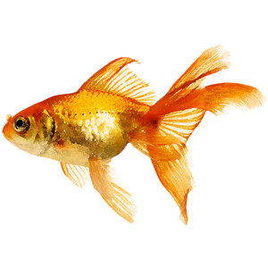 300x300 Amazing Watercolor Fish Paintings