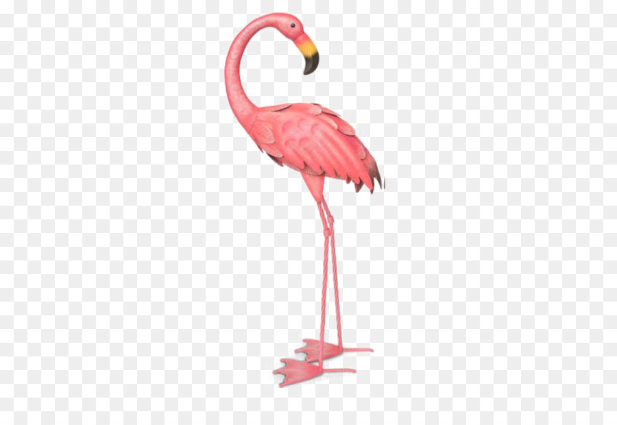 900x620 Flamingos Bird Illustration