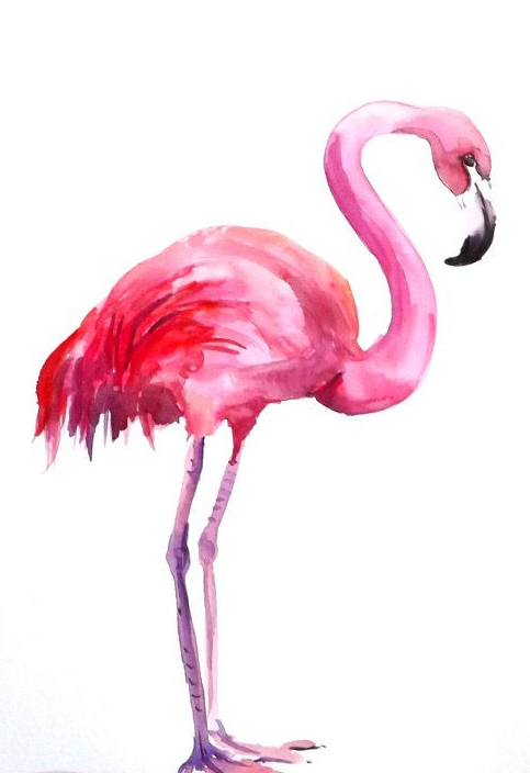 483x704 Pin By Sue Mcguire On Animals Flamingo, Watercolor