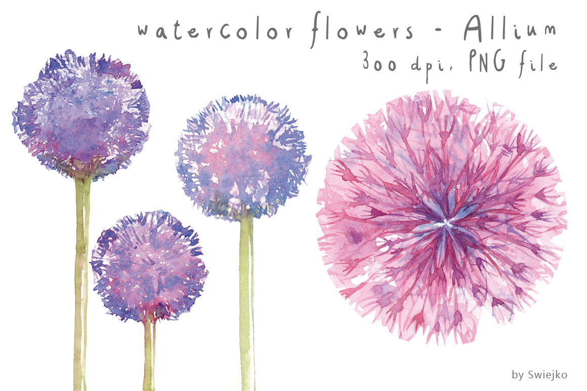 1160x772 Watercolor Clipart, Watercolor Flowers, Flower Clipart, Allium By