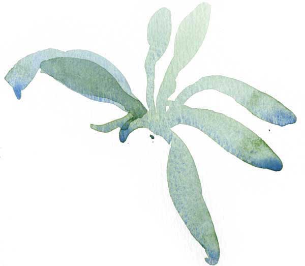 600x523 How To Paint A Watercolor Floral Still Life Step By Step Artist