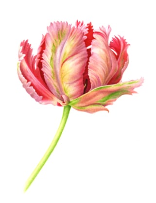 321x418 Summer Flowers Botanicals By Karen Kluglein