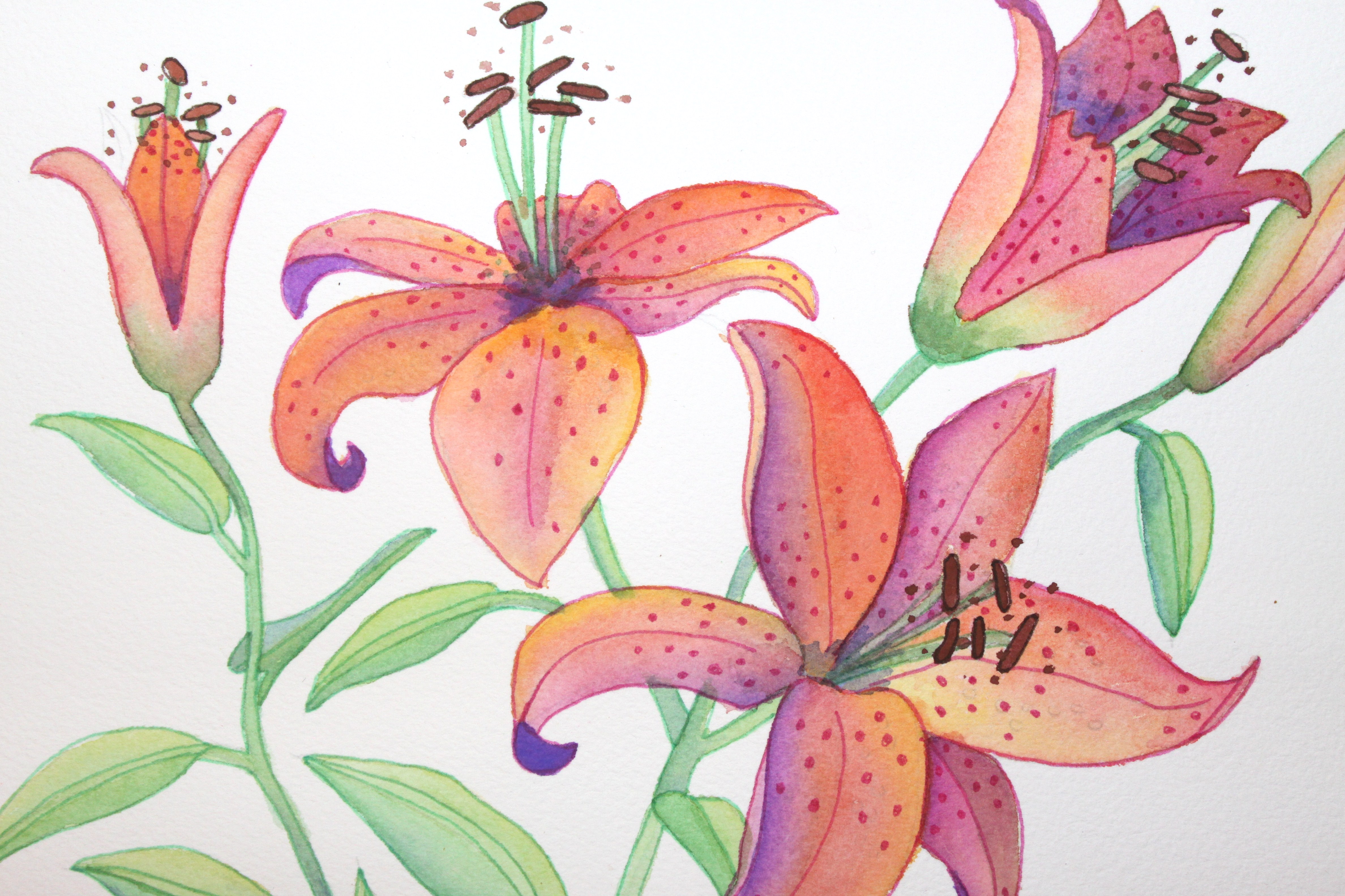 4752x3168 Botanical Watercolor Flowers Afternoon Artist