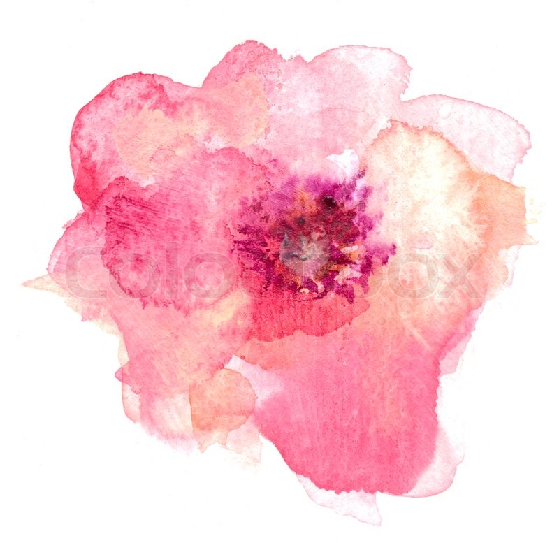 800x777 Pink And Orange Isolated Watercolor Flower On White Background