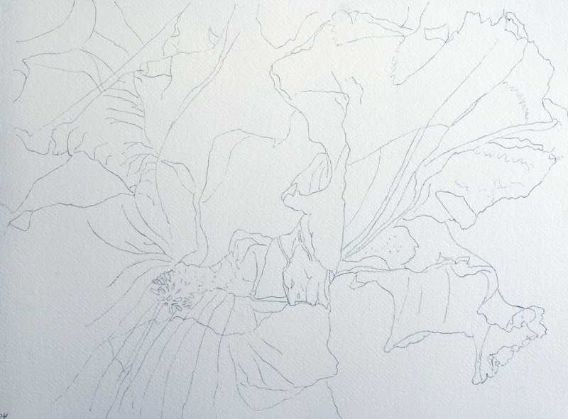 800x591 Drawing An Iris For Watercolor Flower Painting Lesson