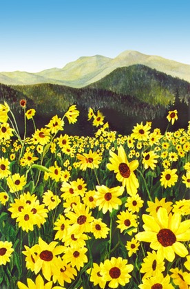 276x420 Yellow Flower Field Douglas Castleman Landscape Art