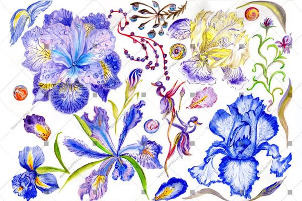 600x400 Purple Irises Watercolor Flowers Png Watercolorpng