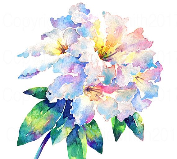 570x510 Watercolour Flower Painting Rhododendron Loderi, Original Signed