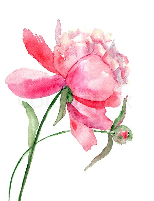 613x800 Beautiful Peony Flower, Watercolor Painting Stock Photo Colourbox
