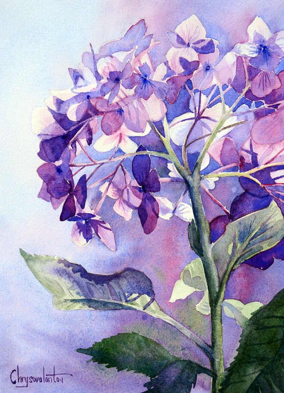 578x800 Medium Sized Flower Watercolor Paintings For Sale Chrysovalantou