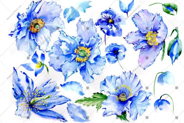 600x400 Blue Poppy Watercolor Flowers Png Watercolorpng