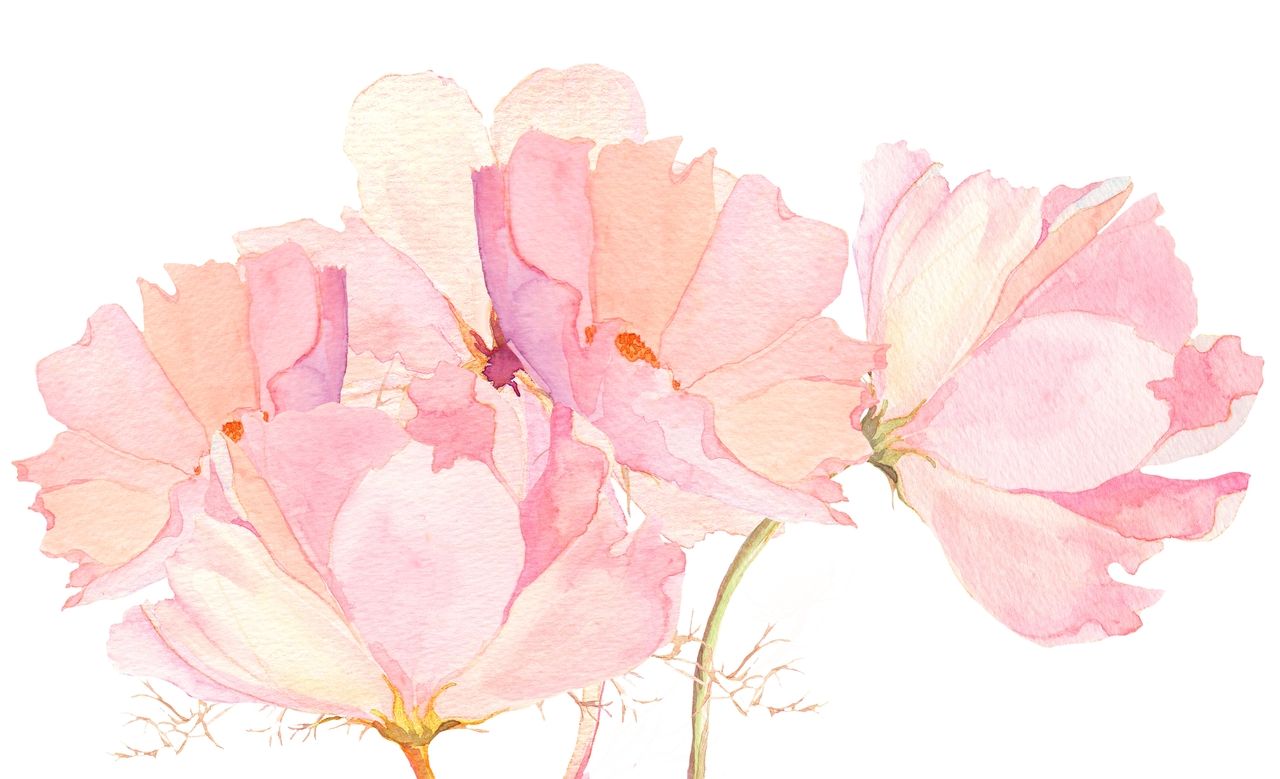 1280x779 Pix For Gt Tumblr Watercolor Flowers Art Watercolor In 2018