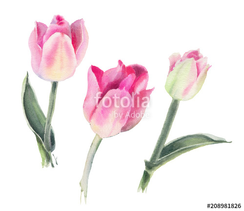 500x434 Watercolor Flowers. Pink Tulips. Stock Photo And Royalty Free