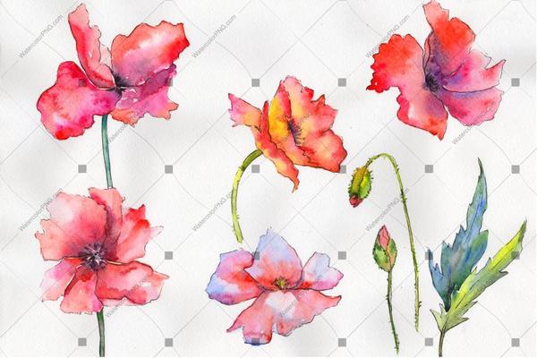 600x400 Red Poppy Colorful Watercolor Flowers Png Watercolorpng