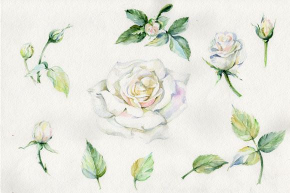 580x386 White Rose Watercolor Flowers Png Set Graphic By Mystocks