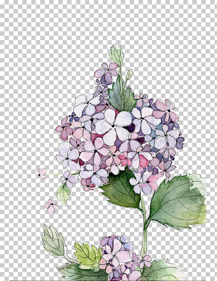 728x945 Hydrangea Watercolor Painting Flower, Watercolor Flowers Png