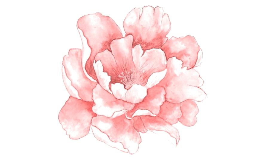 900x540 Water Color Flower Pink Flowers Watercolor Painting Pink