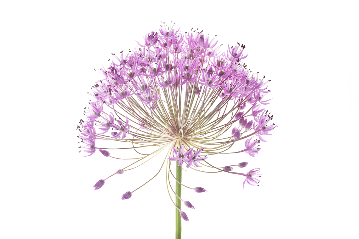 1500x1000 Inspirations Watercolor Flowers With Exhibitions Robert Llewellyn