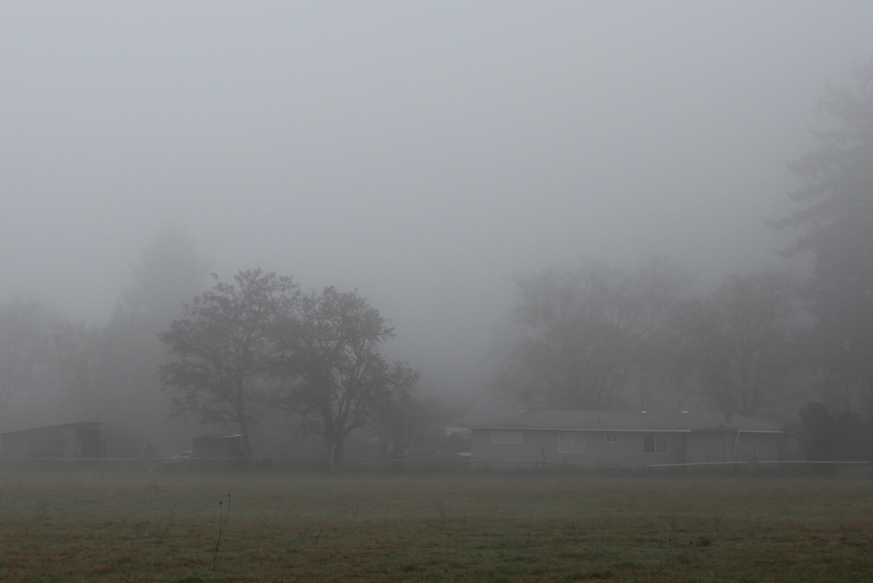 3000x2003 Foggy Morning Landscape