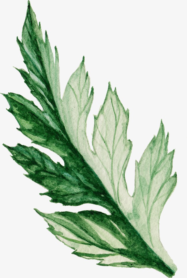 650x963 Watercolor Foliage, Watercolor Clipart, Leaves, Blade Png Image