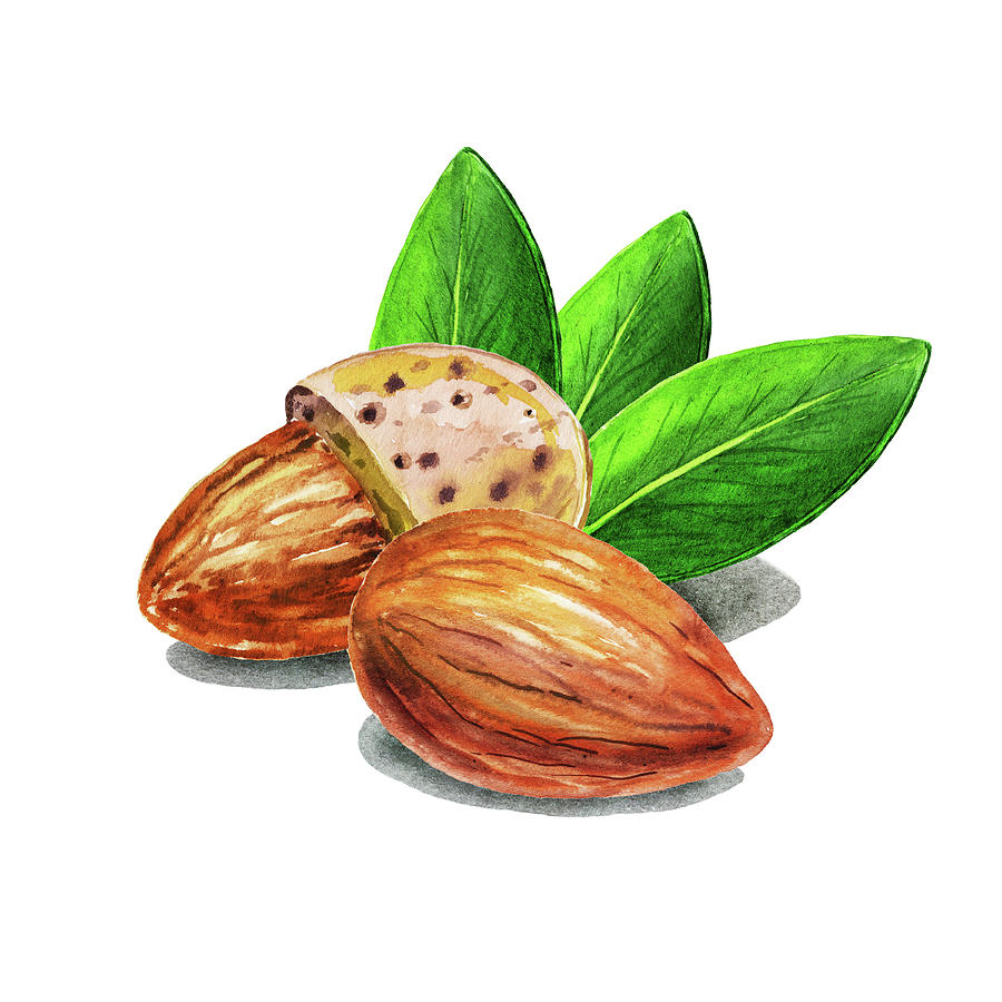 900x900 Almond Nuts Watercolor Food Illustration Painting By Irina Sztukowski