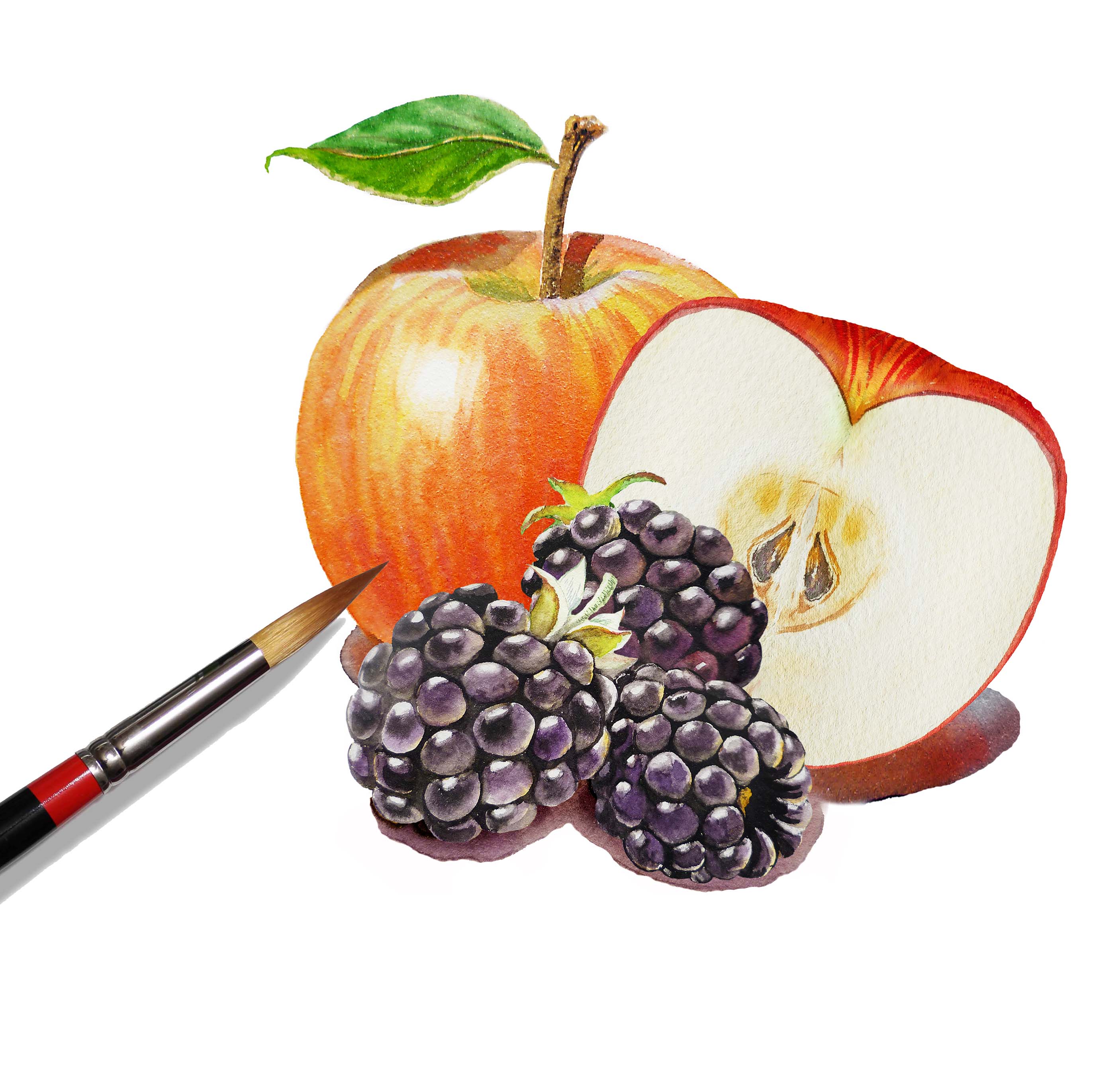2812x2679 Watercolour Food Illustration Apple Blackberries Irina