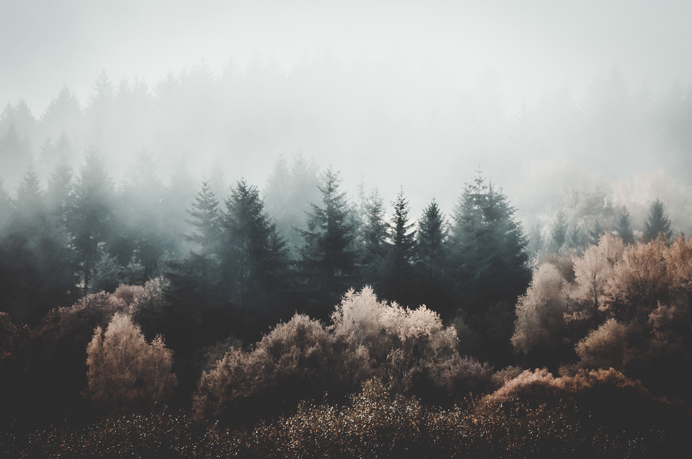 1400x930 The Watercolor Forest On Behance