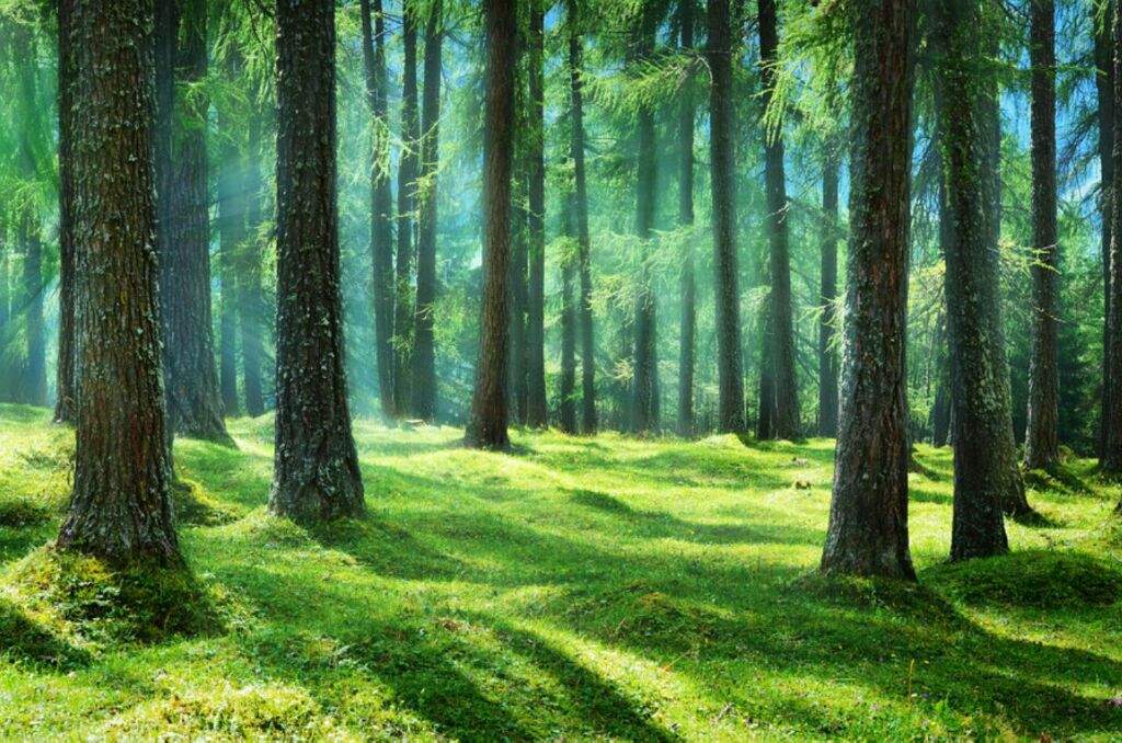 1024x678 Watercolor Forests Virtual Space Amino