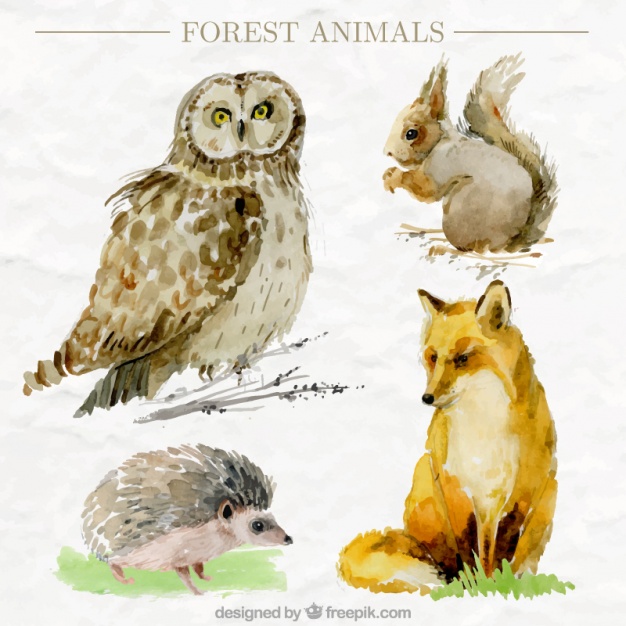 626x626 Pack Of Four Watercolor Forest Animals In Realistic Style Stock
