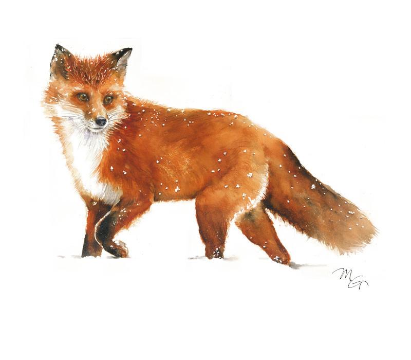 800x700 Fox Walking On Snow Archival Print By Mira Guerquin Mira