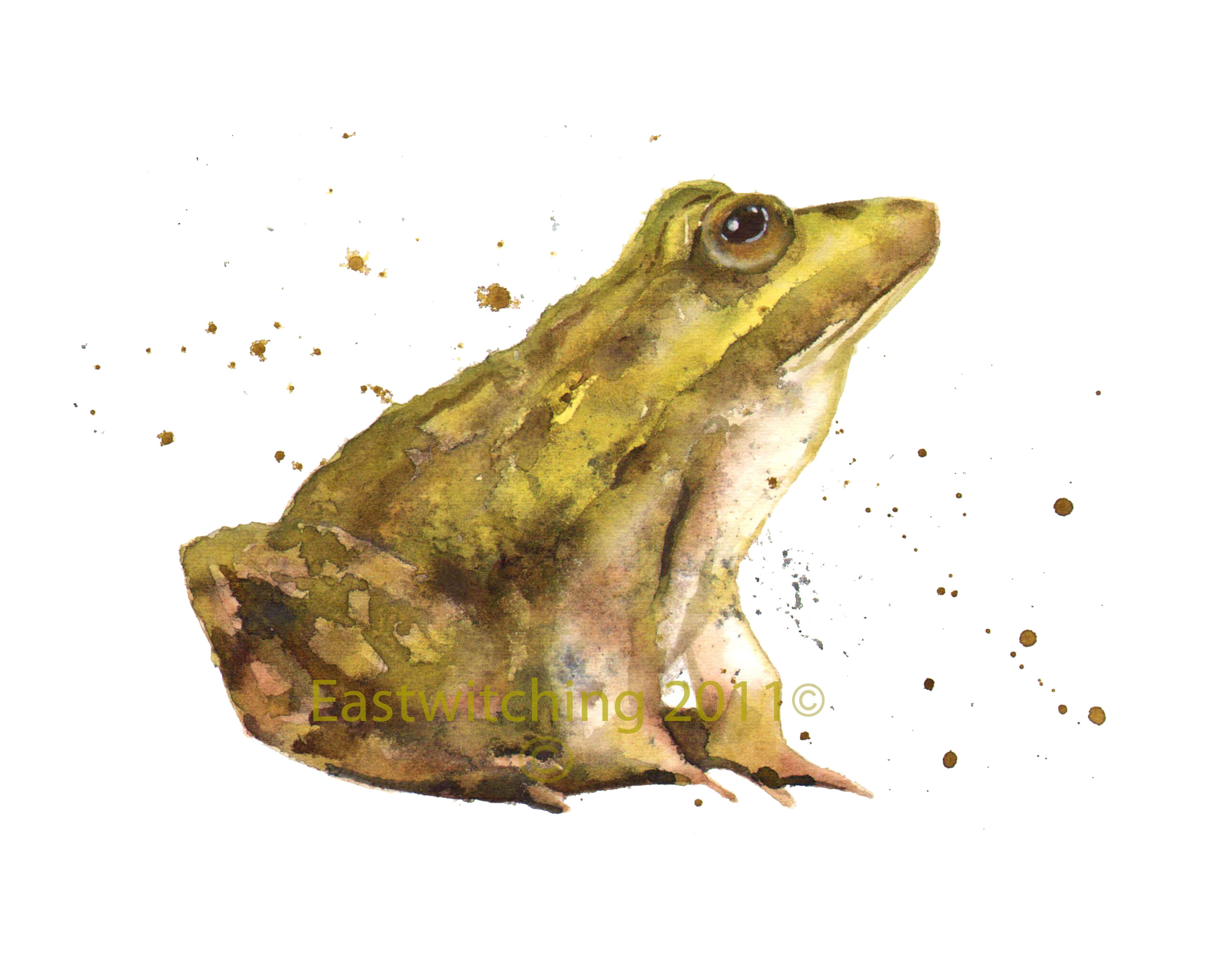 3000x2400 Some Frog Sketches Alison Fennell Art