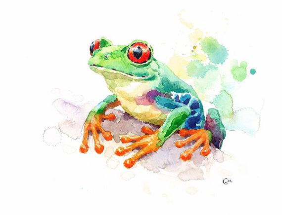 570x436 Tree Frog