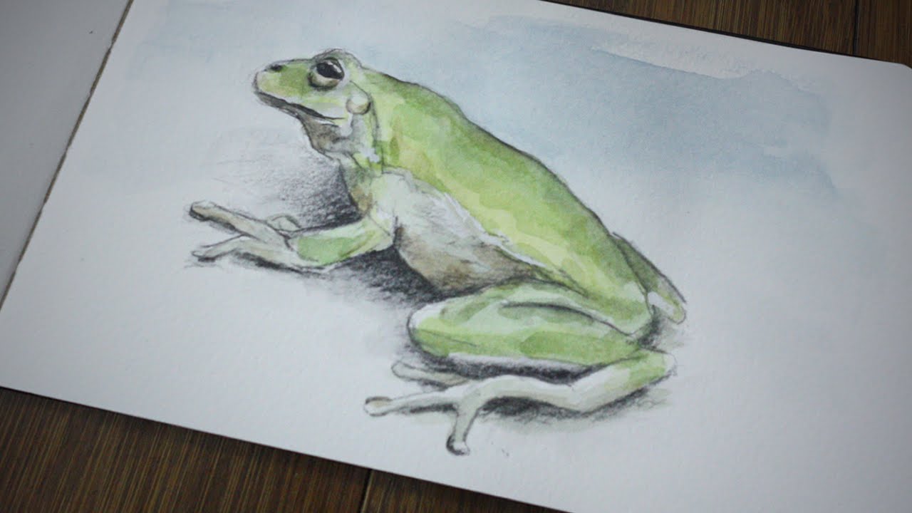 1280x720 Tree Frog Watercolor Sketch
