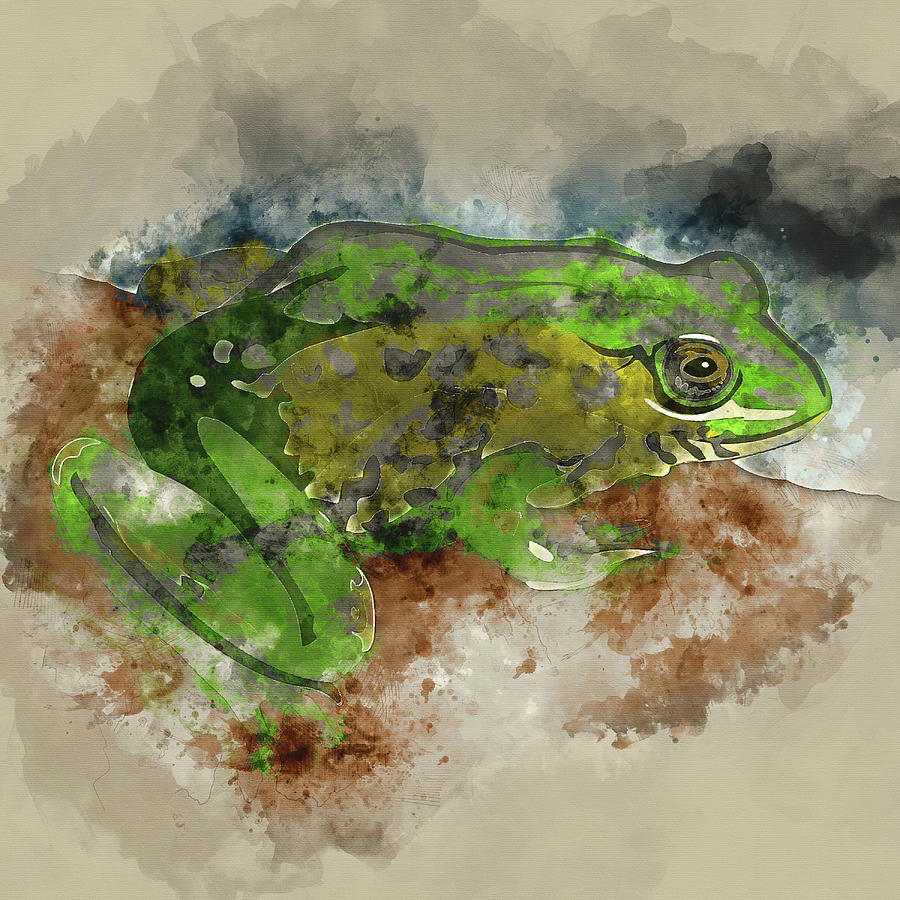 900x900 Watercolor Frog Digital Art By Tymbre