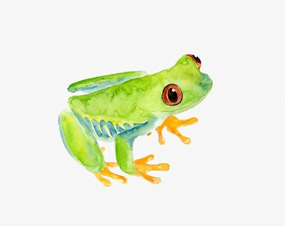 564x446 Watercolor Frogs Png Images Vectors And Psd Files Free