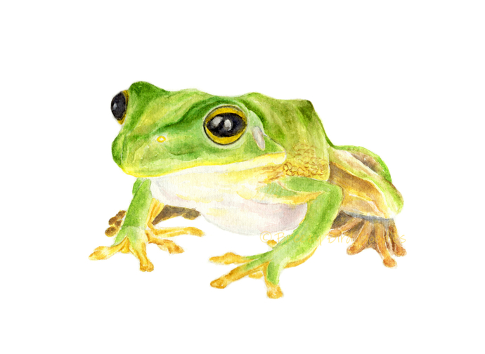 690x504 Frog Print, Frog Gifts, Watercolor Breezy Bird Goodies