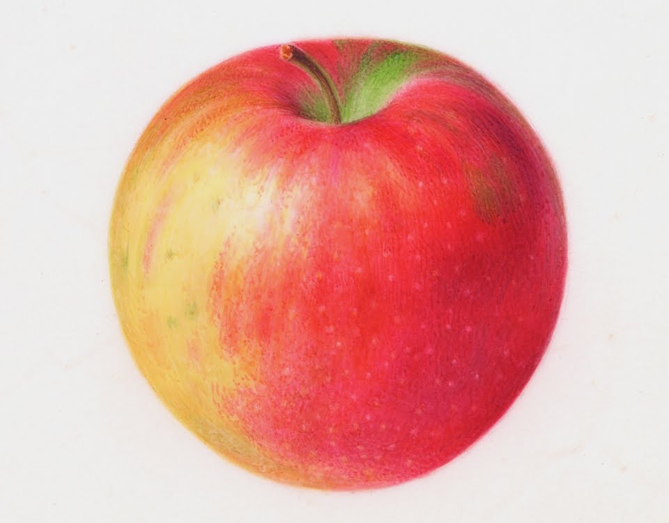 960x751 Painting Watercolor Apple