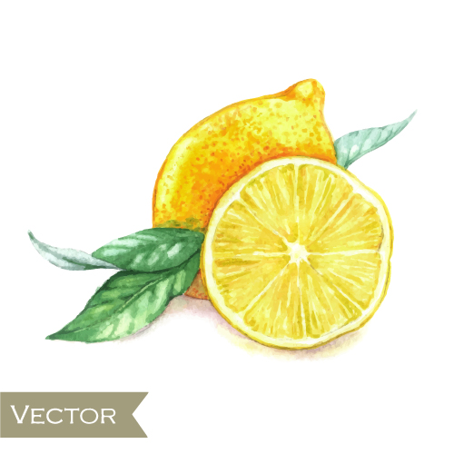 500x500 Watercolor Fruit Design Vector 04 Free Download