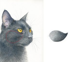 300x257 How To Paint Black Fur In Watercolor