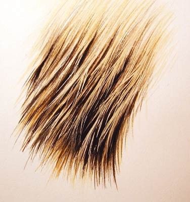 376x400 Painting Fur Watercolor Tips In 2018 Painting Fur